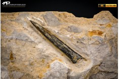 Belemnite fossile di Buttenheim