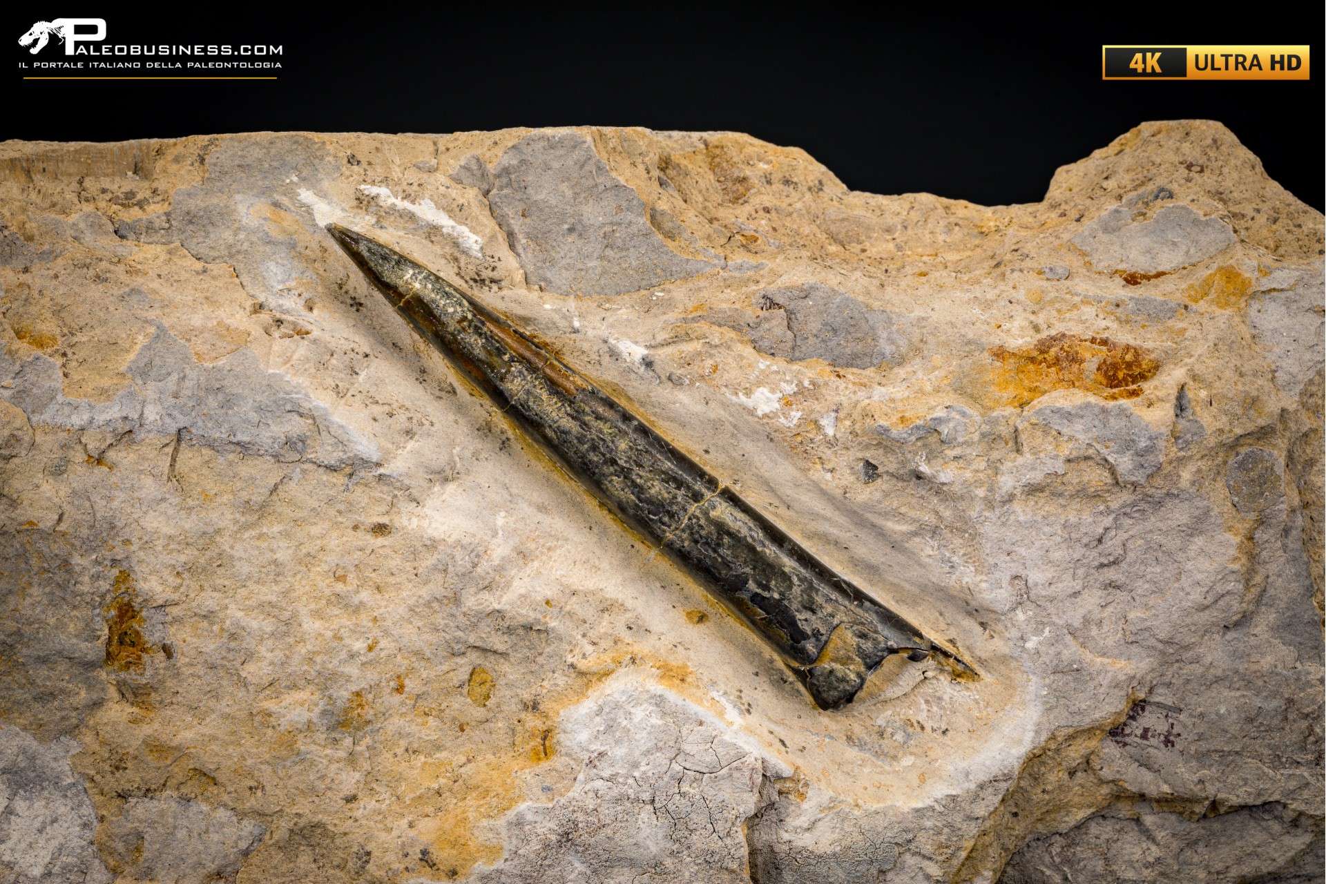 Belemnite fossile di Buttenheim Belemnite fossile di Buttenheim