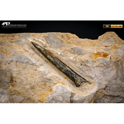 Belemnite fossile di Buttenheim