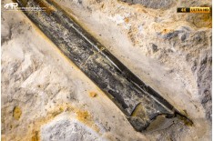 Belemnite fossile di Buttenheim