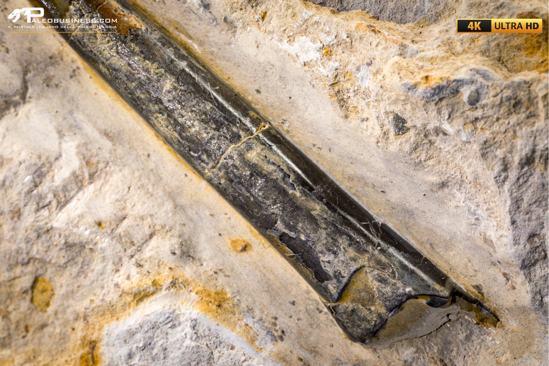Belemnite fossile di Buttenheim Belemnite fossile di Buttenheim