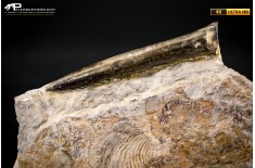 Belemnite fossile di Buttenheim