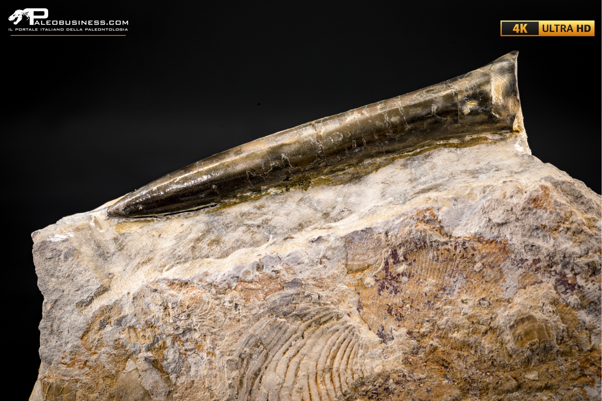 Belemnite fossile di Buttenheim Belemnite fossile di Buttenheim