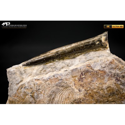 Belemnite fossile di Buttenheim