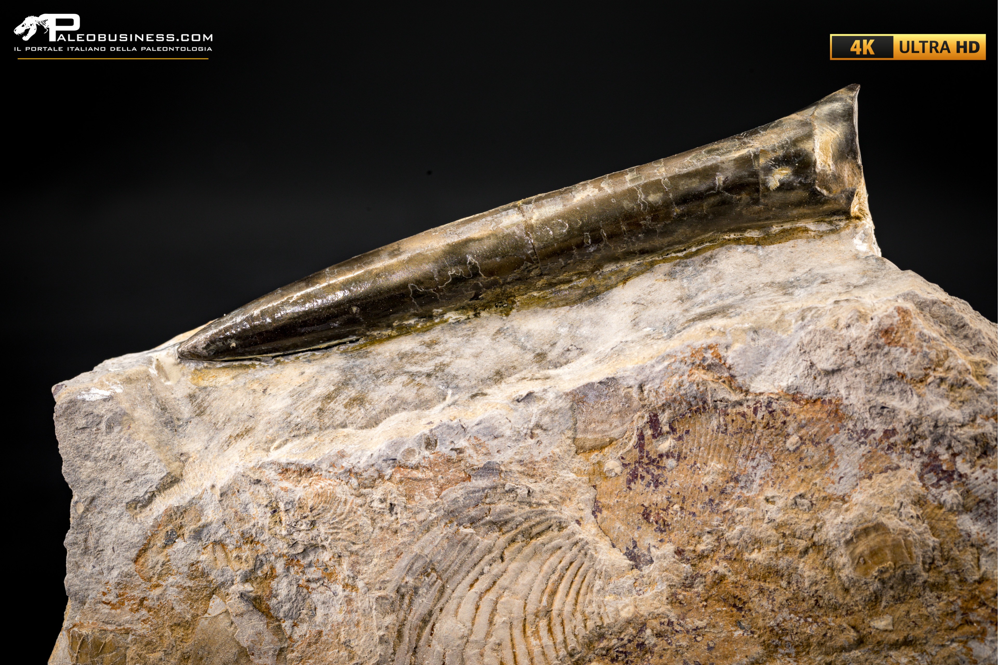 Belemnite fossile di Buttenheim