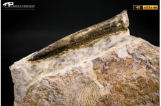 Belemnite fossile di Buttenheim