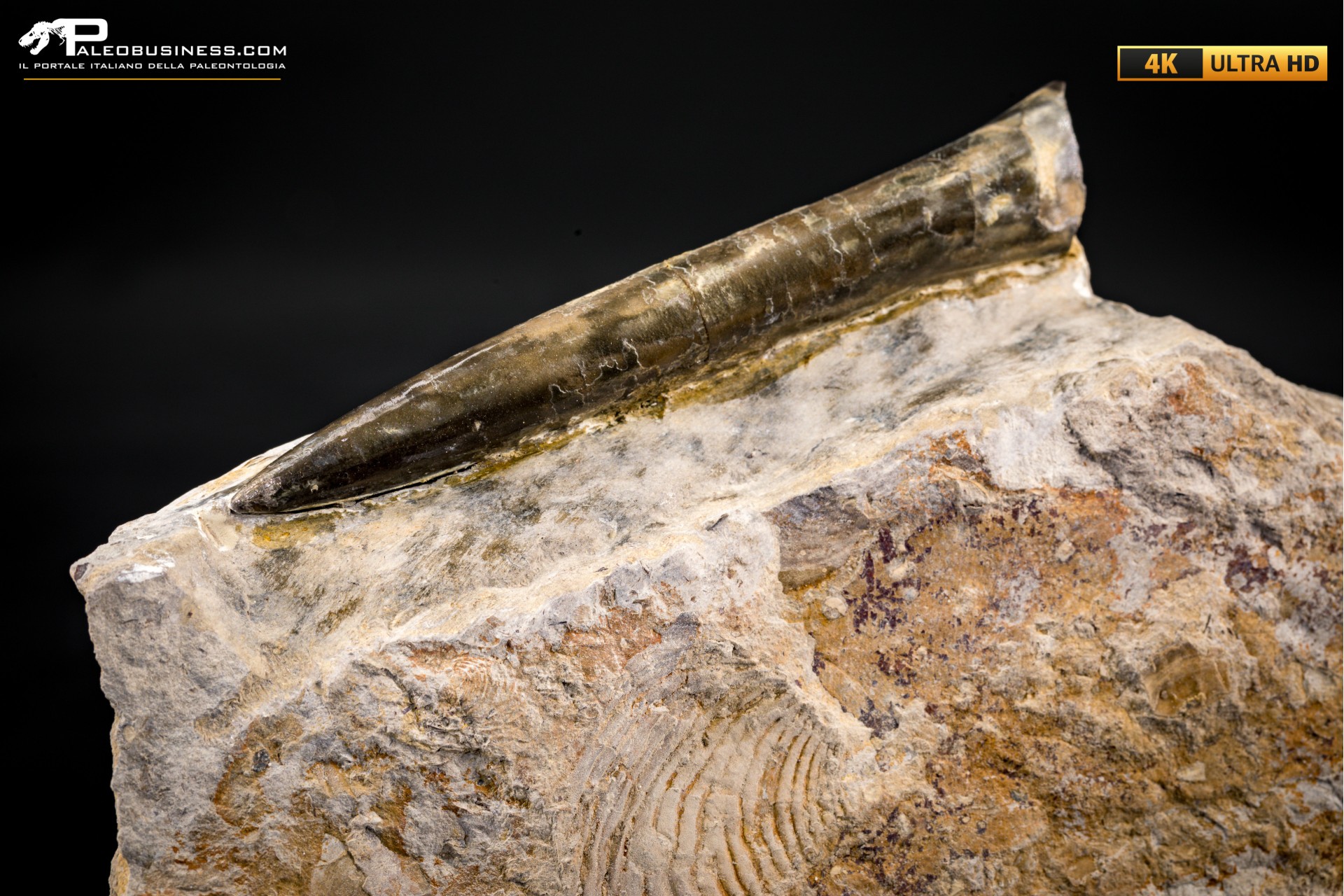 Belemnite fossile di Buttenheim Belemnite fossile di Buttenheim