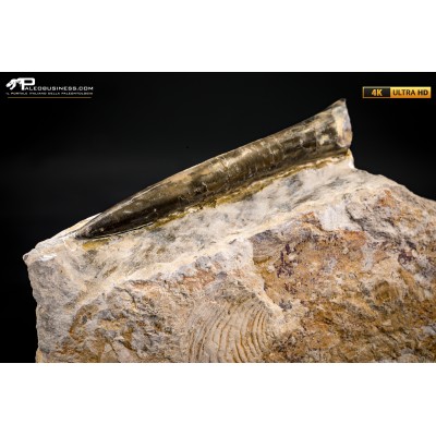 Belemnite fossile di Buttenheim