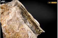 Belemnite fossile di Buttenheim