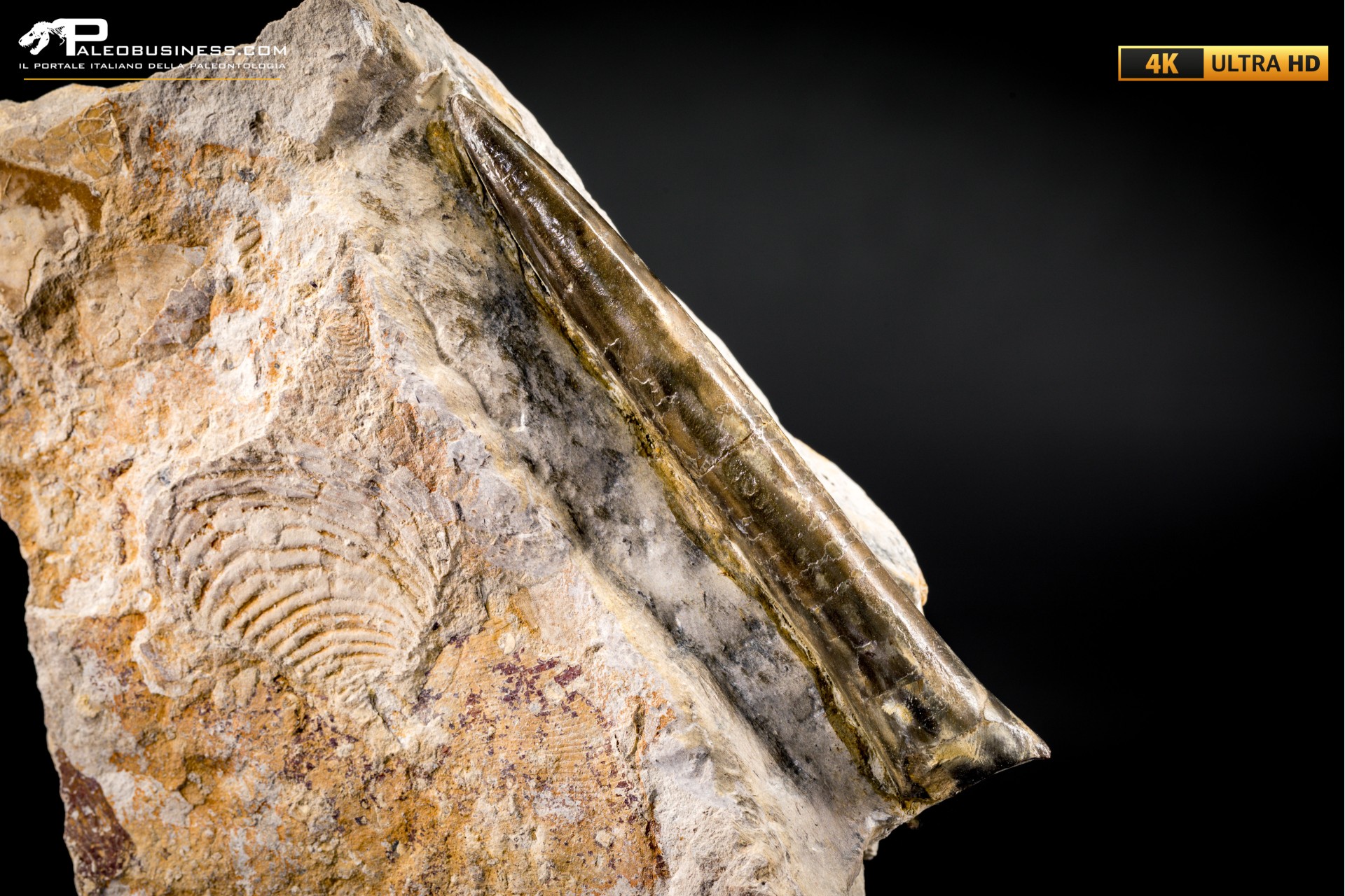 Belemnite fossile di Buttenheim Belemnite fossile di Buttenheim