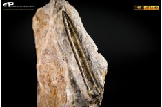Belemnite fossile di Buttenheim