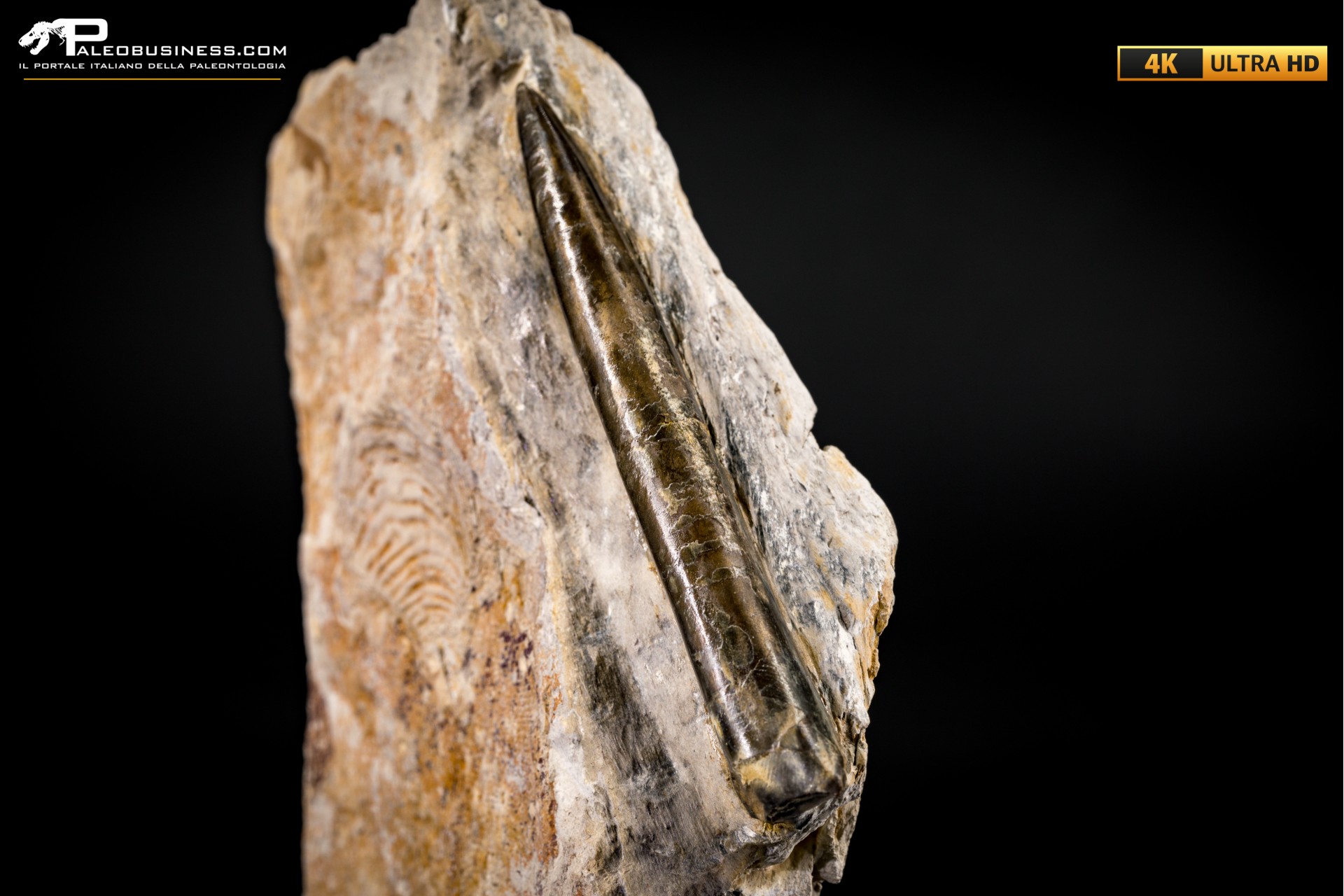 Belemnite fossile di Buttenheim Belemnite fossile di Buttenheim