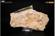 Belemnite fossile di Buttenheim