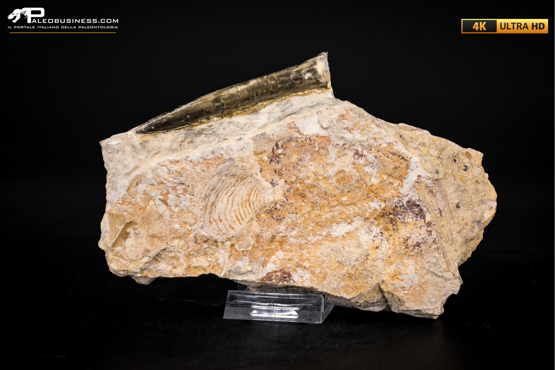 Belemnite fossile di Buttenheim Belemnite fossile di Buttenheim