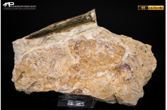 Belemnite fossile di Buttenheim