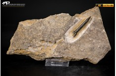 Belemnite fossile di Buttenheim