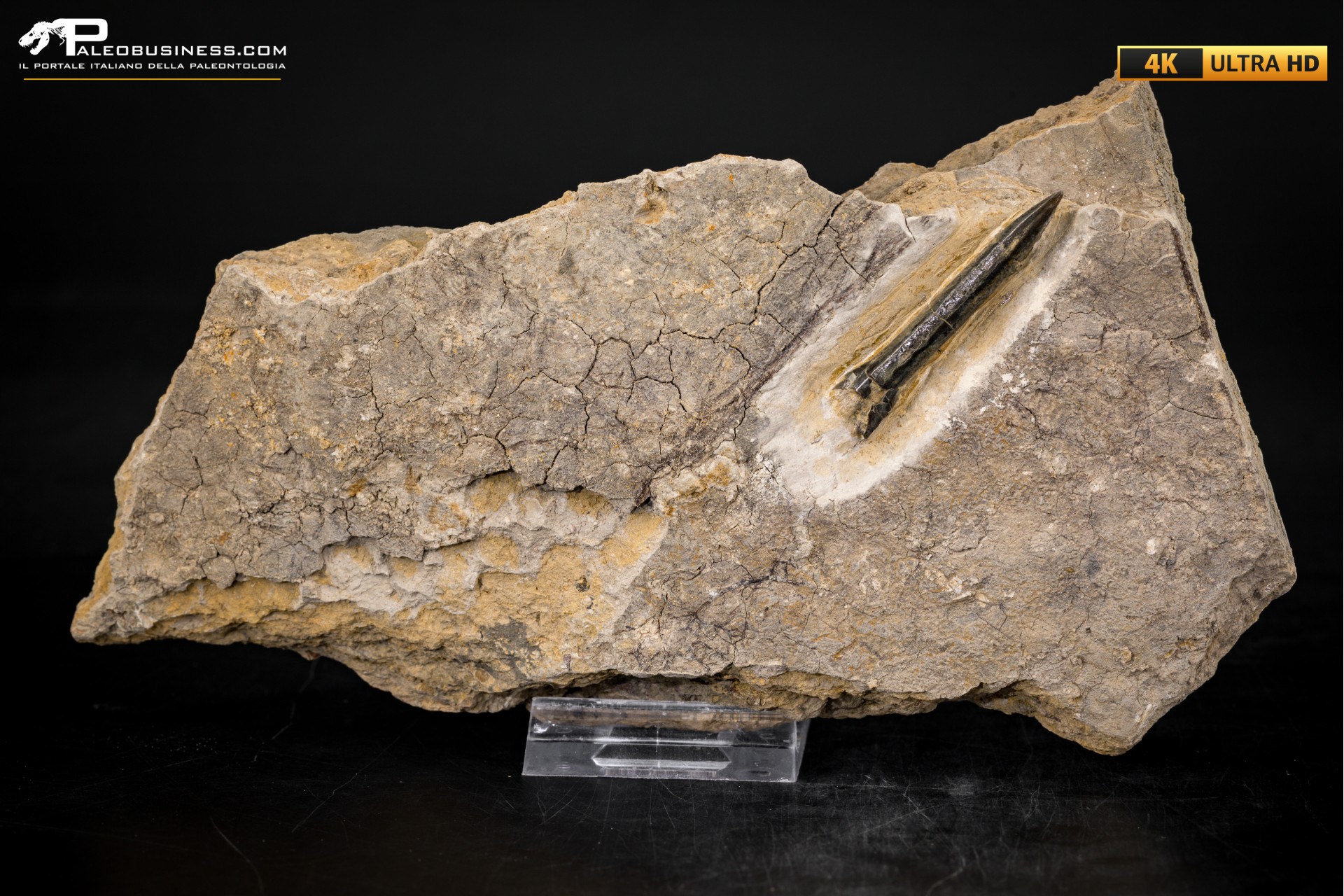Belemnite fossile di Buttenheim Belemnite fossile di Buttenheim