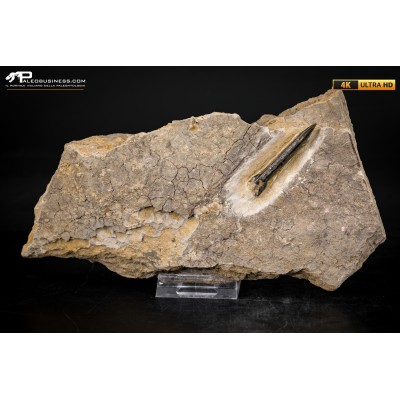 Belemnite fossile di Buttenheim