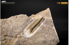 Belemnite fossile di Buttenheim