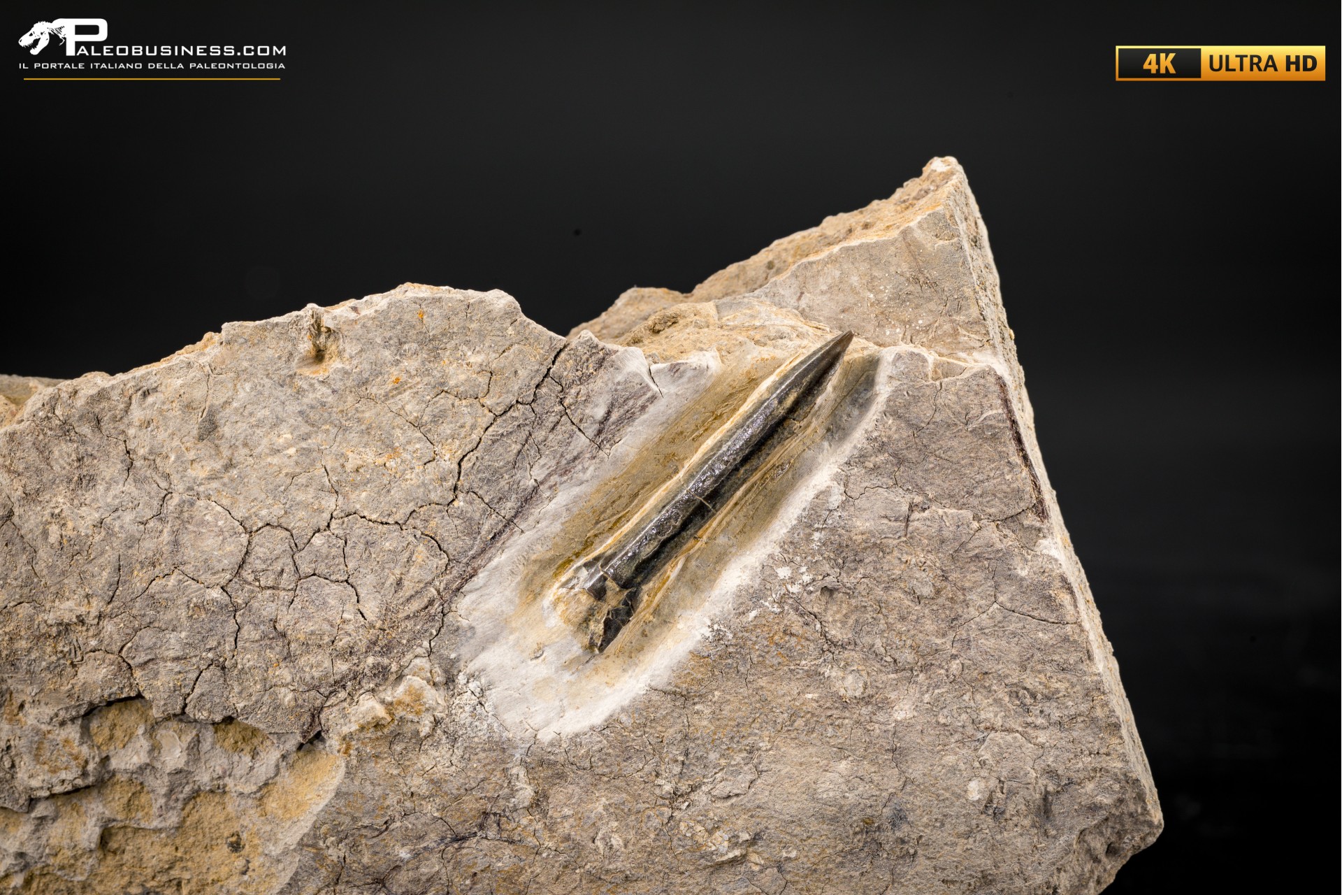 Belemnite fossile di Buttenheim Belemnite fossile di Buttenheim