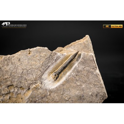Belemnite fossile di Buttenheim