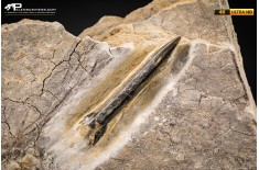 Belemnite fossile di Buttenheim
