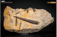 Belemnite fossile di Buttenheim