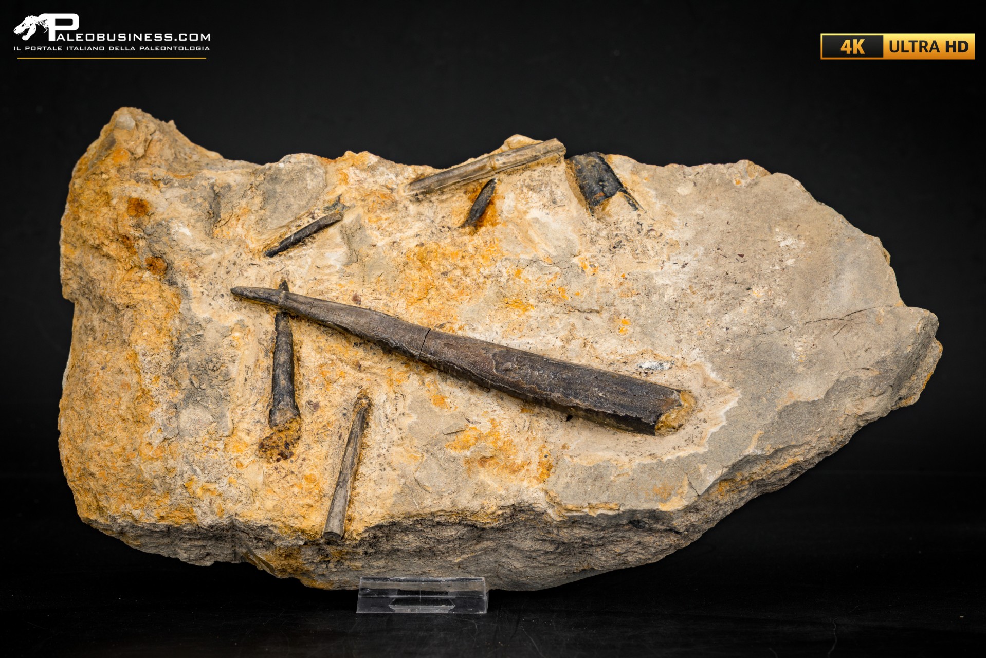 Belemnite fossile di Buttenheim Belemnite fossile di Buttenheim
