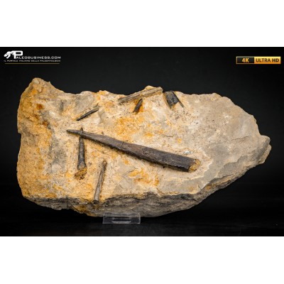 Belemnite fossile di Buttenheim