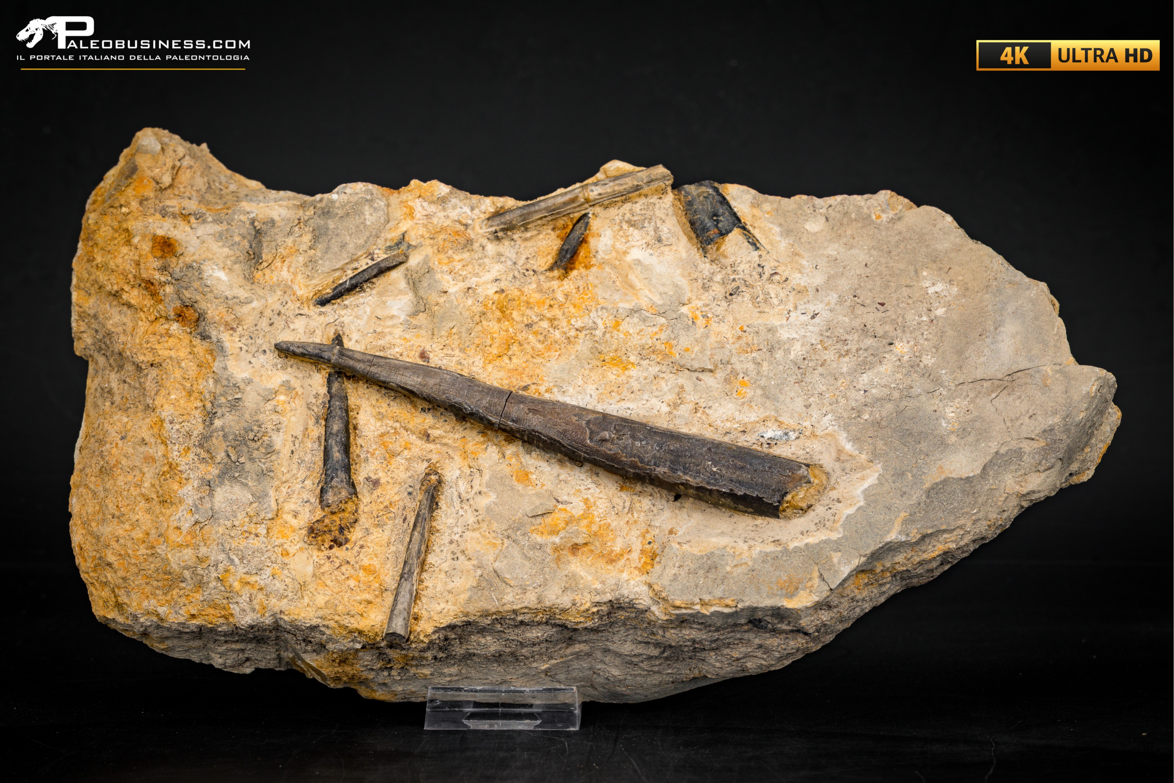 Belemnite fossile di Buttenheim
