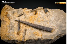 Belemnite fossile di Buttenheim