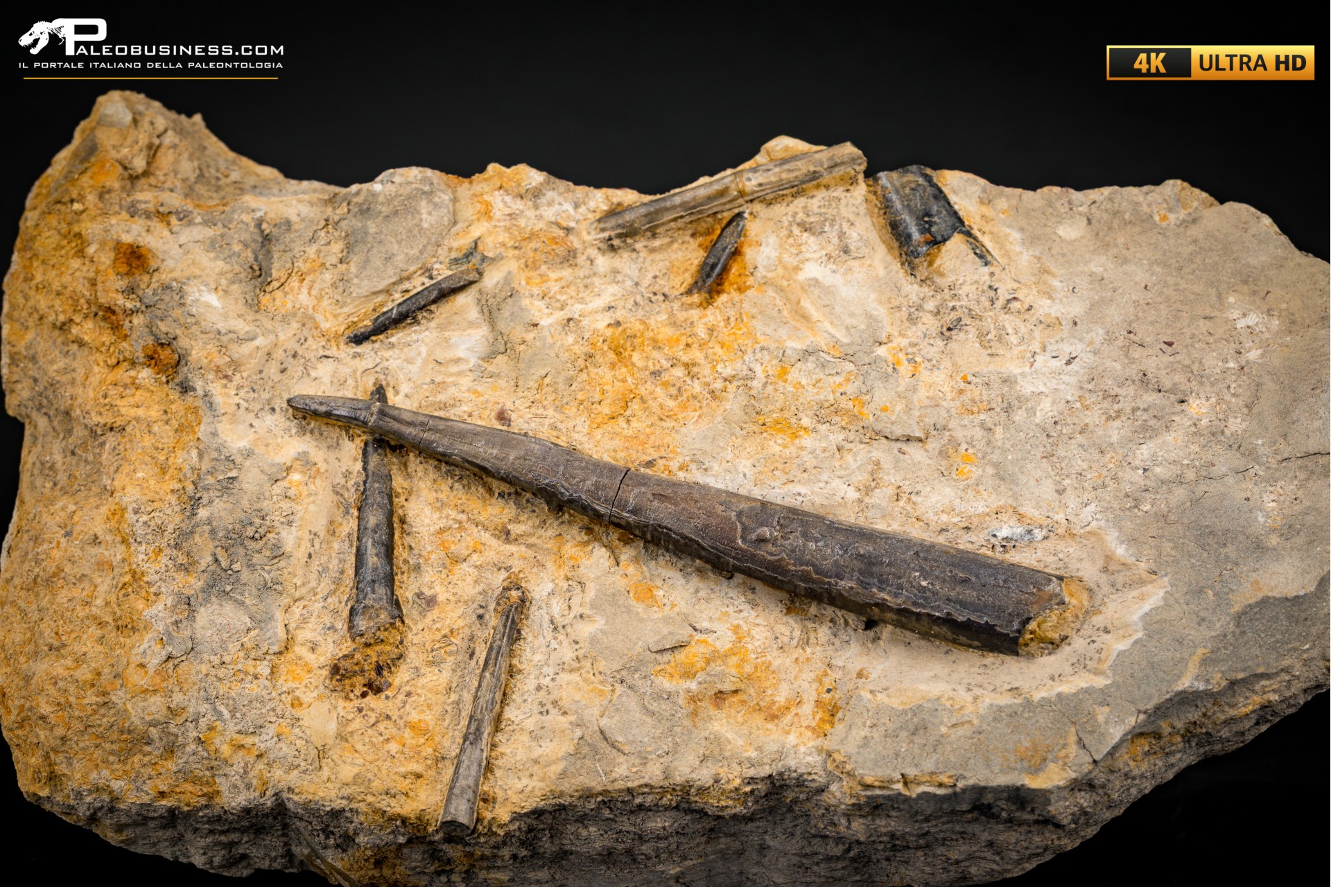 Belemnite fossile di Buttenheim Belemnite fossile di Buttenheim