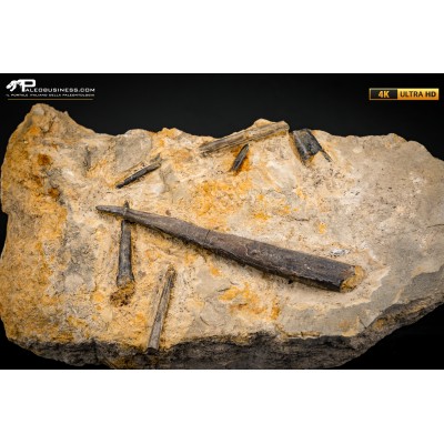 Belemnite fossile di Buttenheim