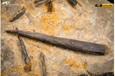 Belemnite fossile di Buttenheim