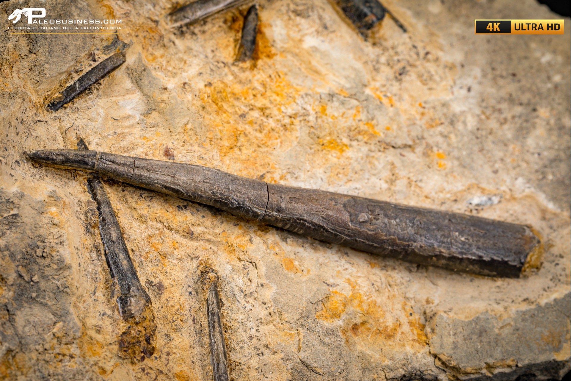 Belemnite fossile di Buttenheim Belemnite fossile di Buttenheim