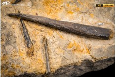 Belemnite fossile di Buttenheim
