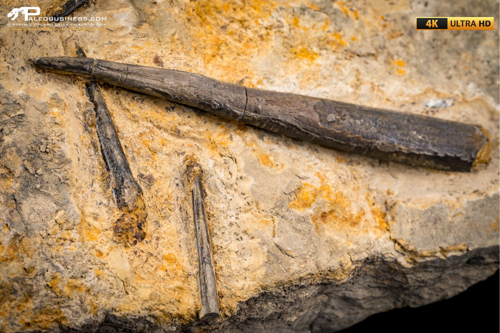 Belemnite fossile di Buttenheim Belemnite fossile di Buttenheim