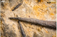 Belemnite fossile di Buttenheim