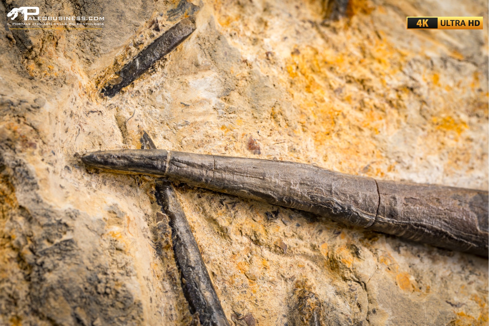 Belemnite fossile di Buttenheim Belemnite fossile di Buttenheim