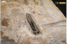 Belemnite fossile di Buttenheim