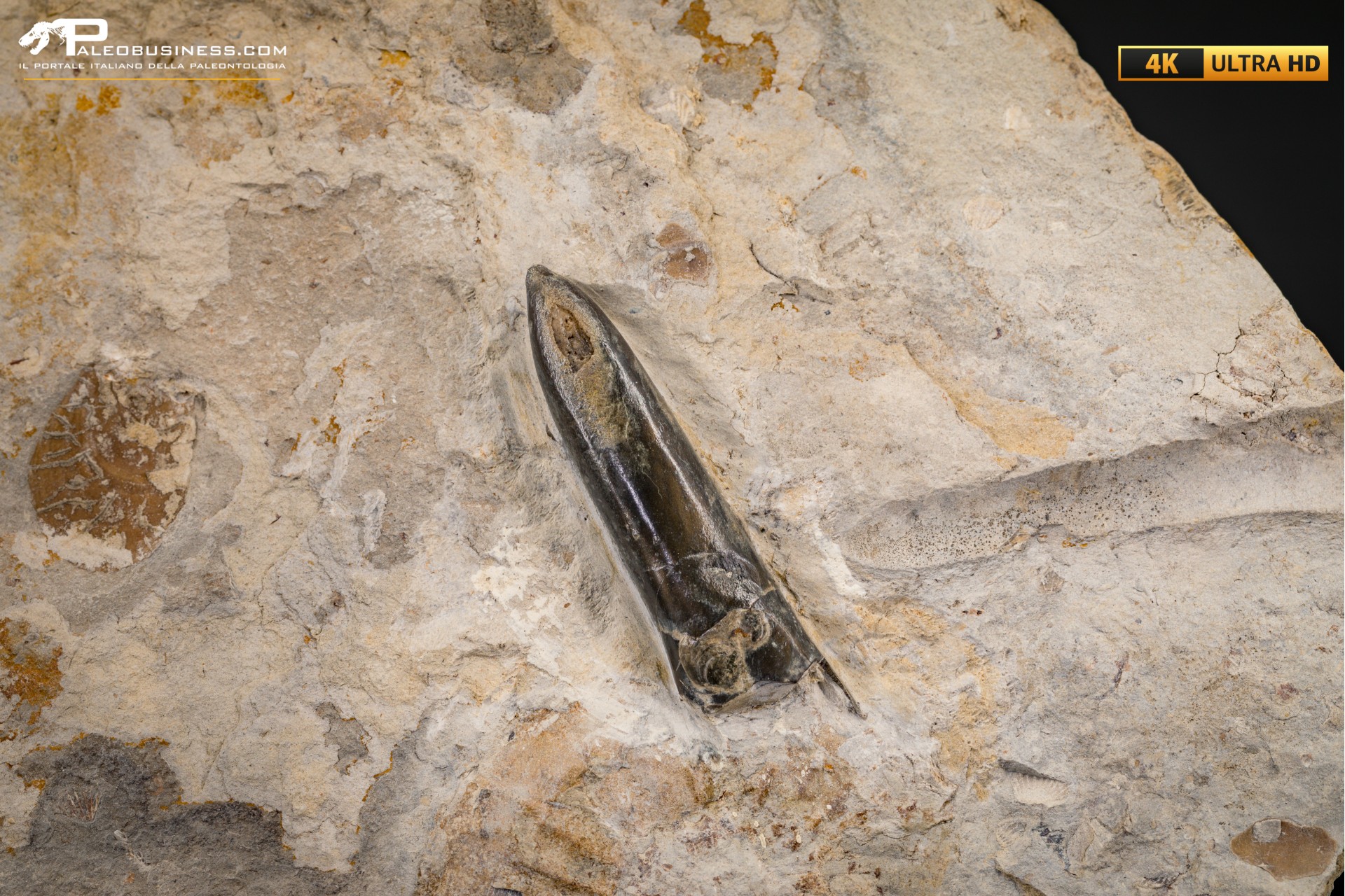 Belemnite fossile di Buttenheim Belemnite fossile di Buttenheim