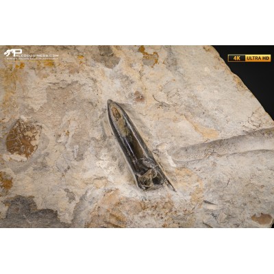 Belemnite fossile di Buttenheim