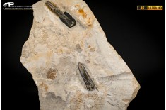 Belemnite fossile di Buttenheim