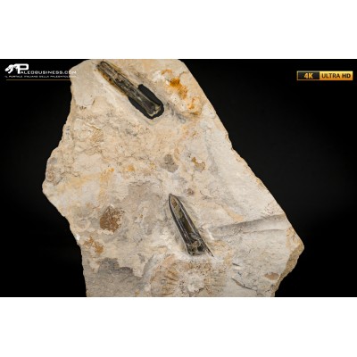 Belemnite fossile di Buttenheim