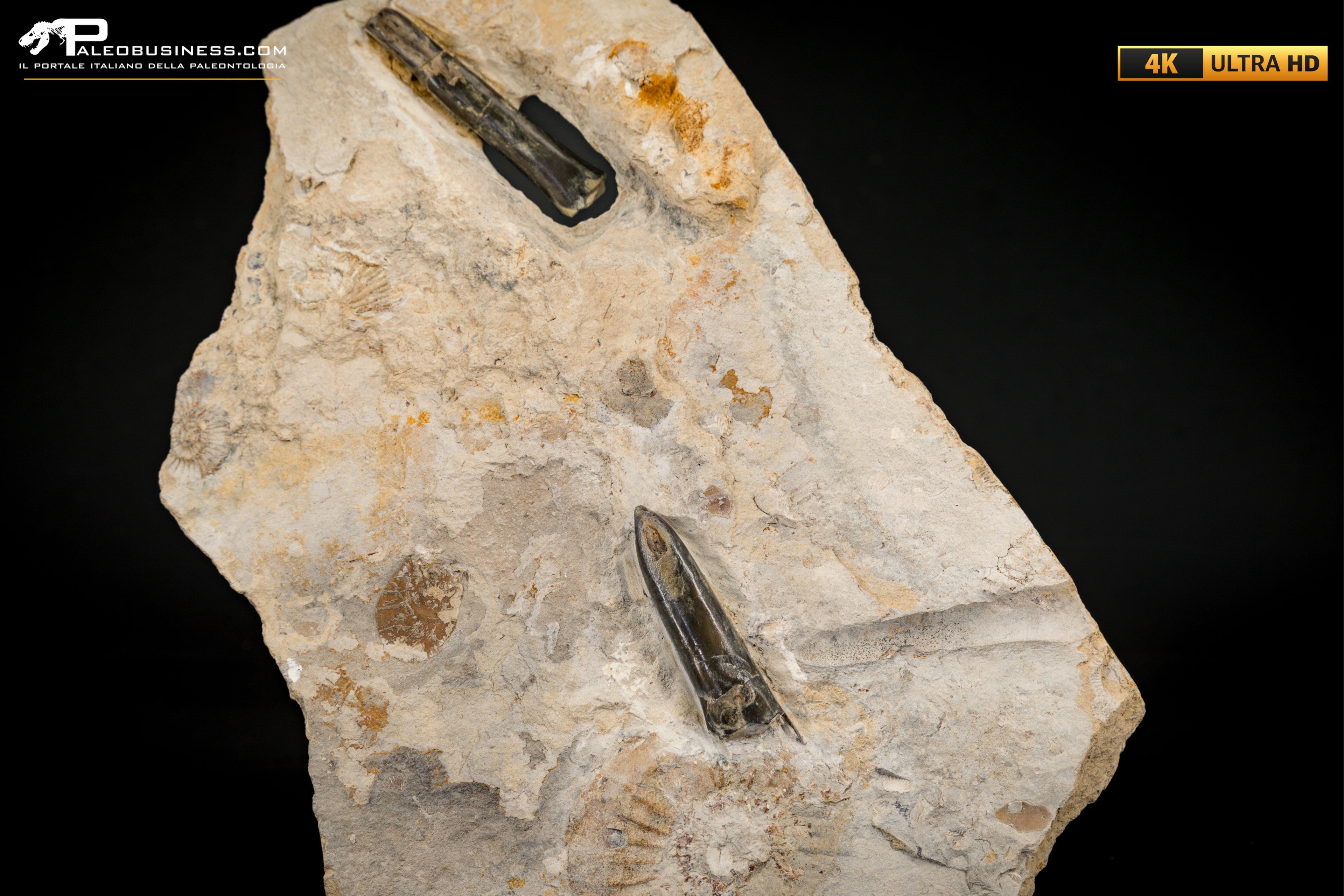 Belemnite fossile di Buttenheim