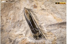 Belemnite fossile di Buttenheim