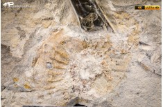 Belemnite fossile di Buttenheim