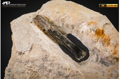 Belemnite fossile di Buttenheim