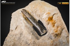 Belemnite fossile di Buttenheim