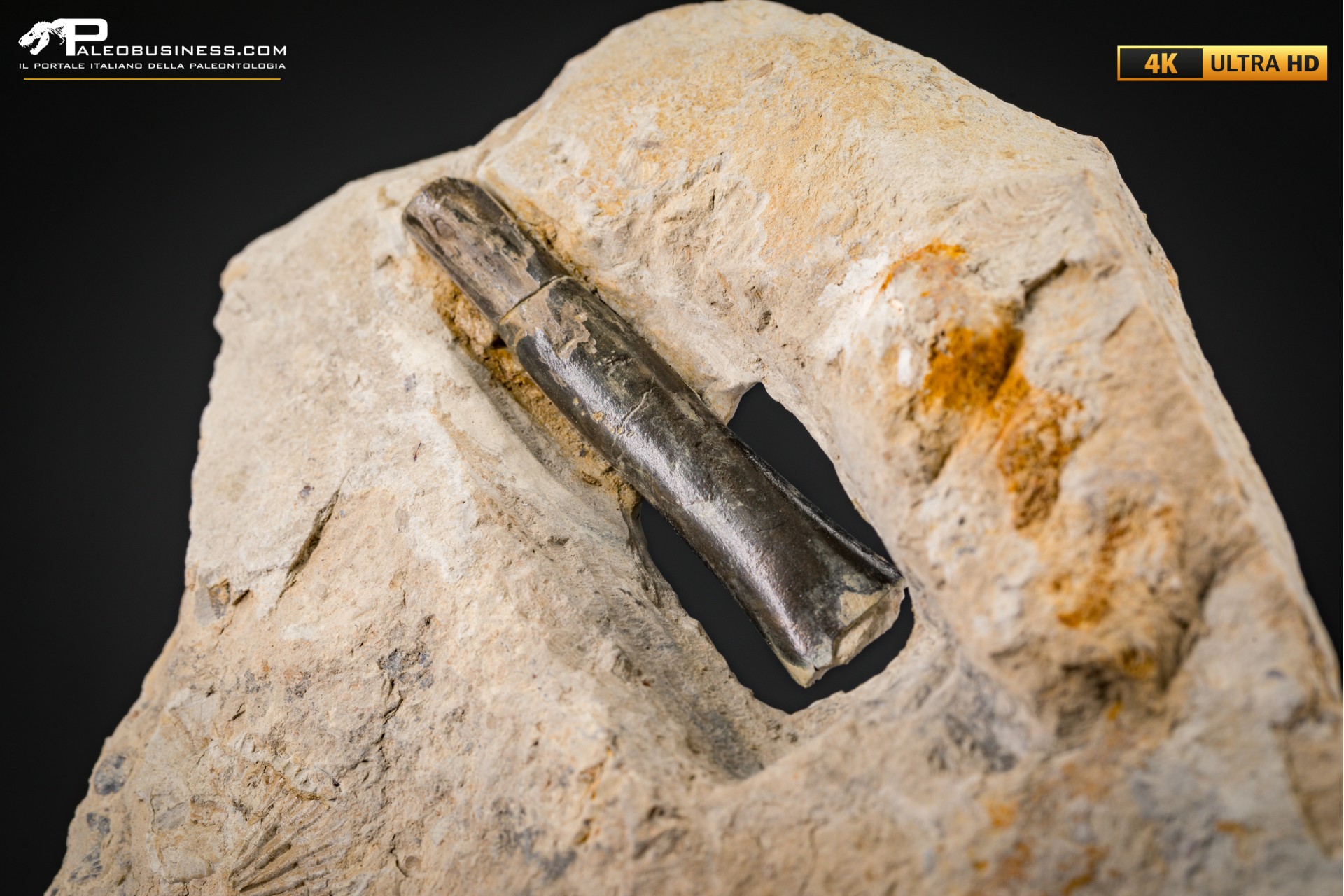 Belemnite fossile di Buttenheim Belemnite fossile di Buttenheim